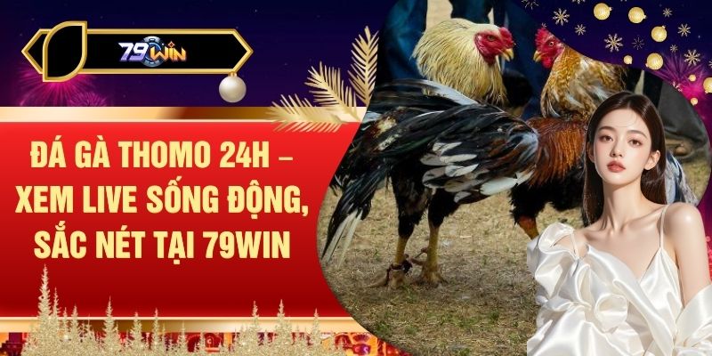 Đá Gà Thomo 24h – Xem Live Sống Động, Sắc Nét Tại 79WIN