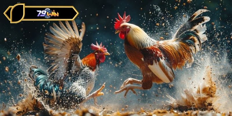 Dịch vụ xem đá gà Thomo 24h tại nền tảng 79WIN