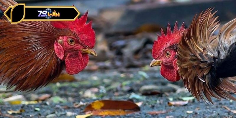 Lý do gà mỹ được chọn thi đấu thường xuyên trên thị trường