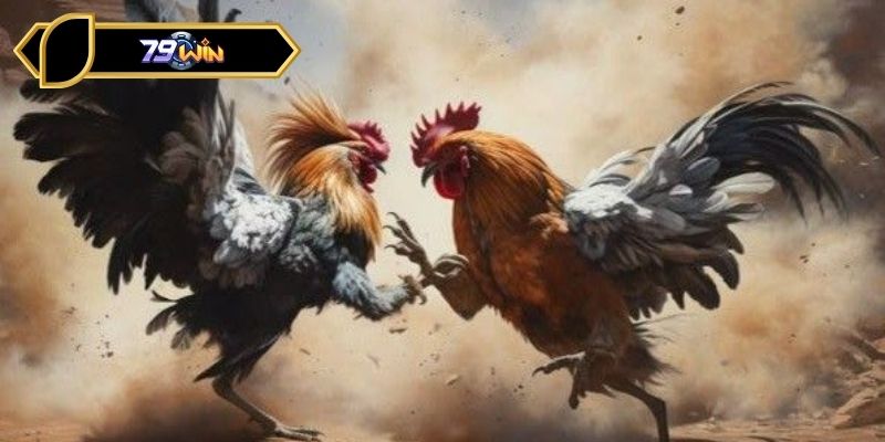 Một số kinh nghiệm giúp hội viên cá cược chọi kê thành công