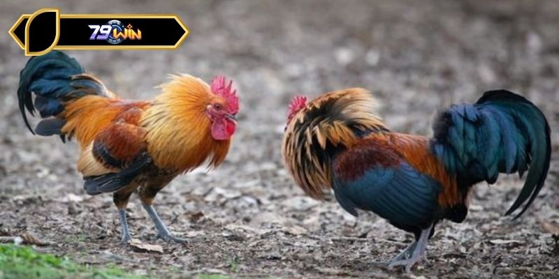 Thông tin về gà mỹ Kelso được nhiều người ưa chuộng